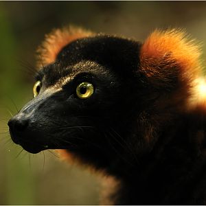 Ruffrf lemur at Zürich Zoo