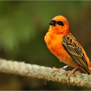 Madagascar fody at Zürich Zoo