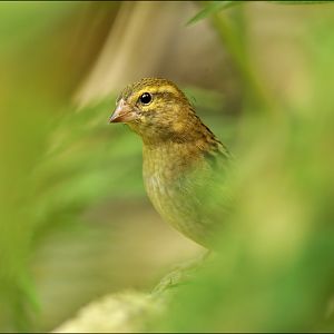 Madagascar fody at Zürich Zoo