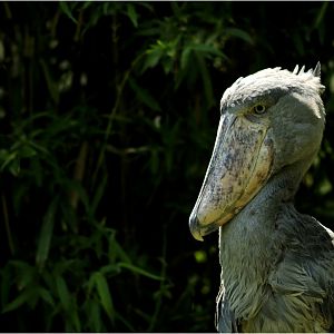 Shoebill at Zürich Zoo