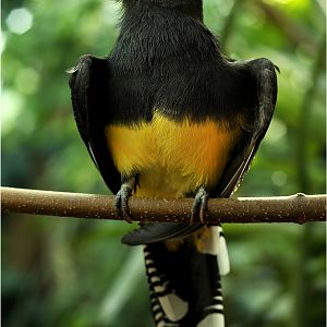 White-tailed Trogon at Zürich Zoo
