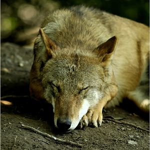 Mongolian wolf at Zürich Zoo