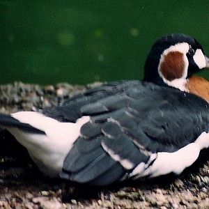 Red-Breasted Goose - Branta ruficollis