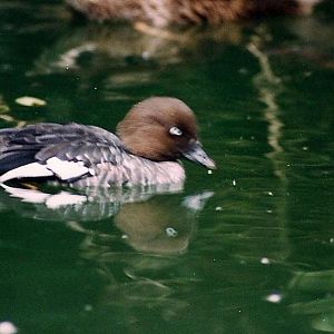 goldeneye duck, female