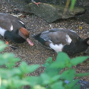 Red-crested Pochard, male