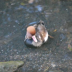 Red-Crested Pochard - Netta rufina