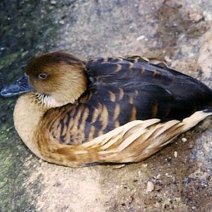 Fulvous whistling duck