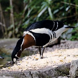 Red-Breasted Goose - Branta ruficollis