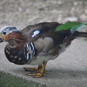 Juvenile Male Mandarin Duck