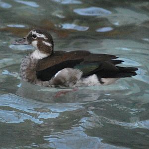 Red-shouldered teal, female