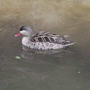 Bahama pintail