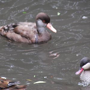 Red-crested Pochard, bahama pintail and a female Mandarin duck