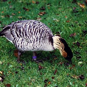 Hawaiian Goose - Branta sandvicensis