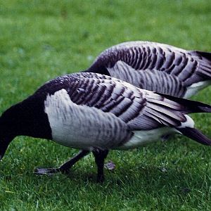 Barnacle Goose
