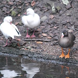 Lesser white fronted goose & Ross's Goose