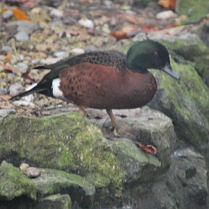 Chestnut-breasted teal