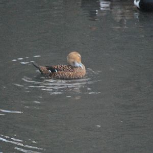 eider?