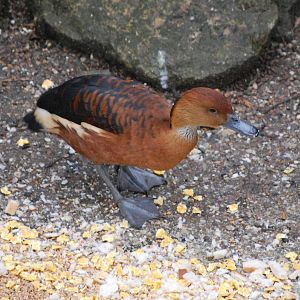 Fulvous whistling duck