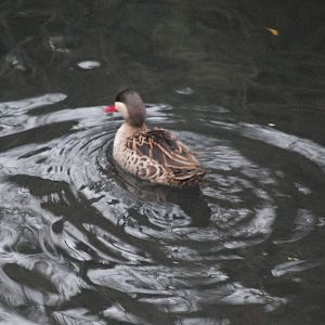 Red-billed teal