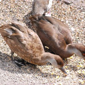 RED CRESTED POCHARD ?