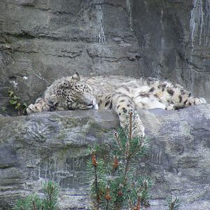 Yasmin the snow leopard at Marwell Wildlife, 8 August 2010