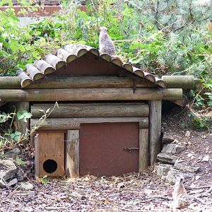 Meerkats in the old cusimanse enclosure at Marwell Wildlife, 8 August 2010
