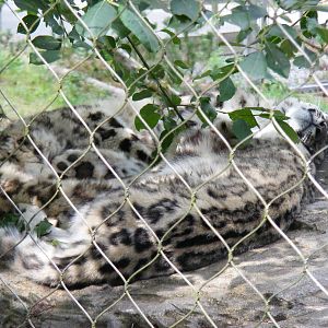 Indeever and Irina the snow leopards at Marwell Wildlife, 8 August 2010