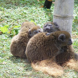 Alaotran gentle lemur family at Marwell Wildlife, 8 August 2010