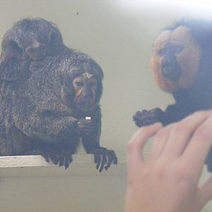 White-faced saki monkeys at Marwell Wildlife, 8 August 2010