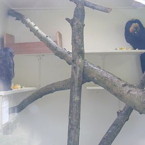 White-faced saki monkey indoor enclosure at Marwell Wildlife, 8 August 2010