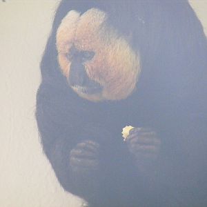 White-faced saki monkey at Marwell Wildlife, 8 August 2010