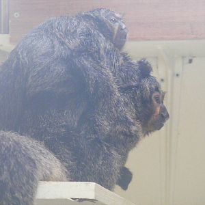 White-faced saki monkeys at Marwell Wildlife, 8 August 2010