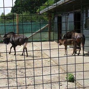 Black wildebeest (white-tailed gnu) family at Marwell Wildlife, 8 August 20
