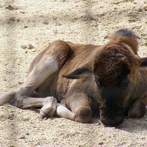 Black wildebeest (white-tailed gnu) calf at Marwell Wildlife, 8 August 2010