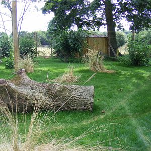 New serval enclosure at Marwell Wildlife, 8 August 2010