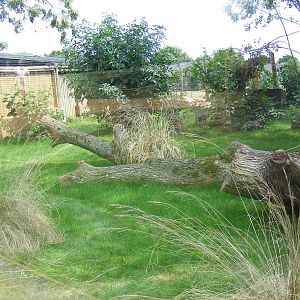 New serval enclosure at Marwell Wildlife, 8 August 2010
