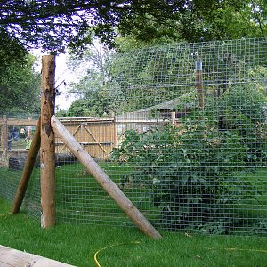New serval enclosure at Marwell Wildlife, 8 August 2010
