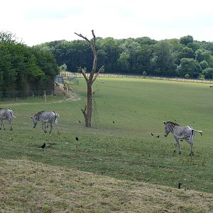 Grevy's zebras and giraffes at Marwell Wildlife, 8 August 2010