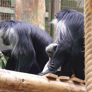 Western colobus monkeys at Marwell Wildlife, 8 August 2010