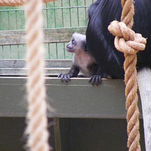 Western colobus monkey at Marwell Wildlife, 8 August 2010