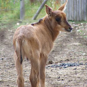 Sable antelope calf at Marwell Wildlife, 8 August 2010