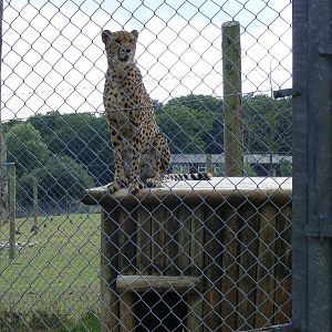 Turkus the cheetah at Marwell Wildlife, 8 August 2010