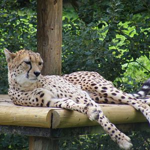 Suki or Juba the cheetah at Marwell Wildlife, 8 August 2010