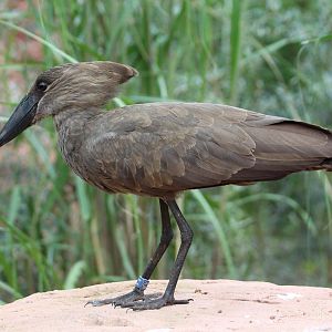 Hammerkop