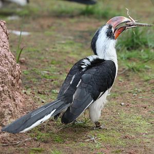 Hornbill with locust