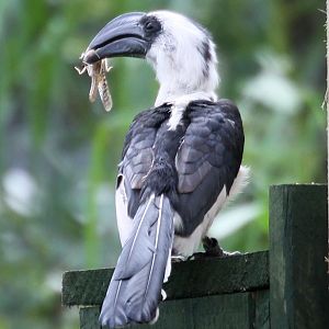 Hornbill with locust