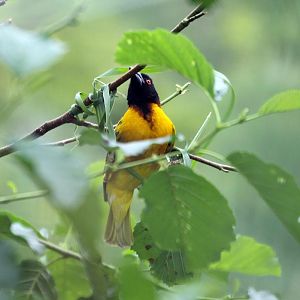 Weaver bird just starting a new project