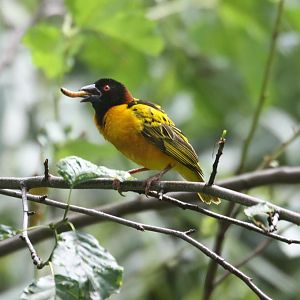 Weaver bird and worm