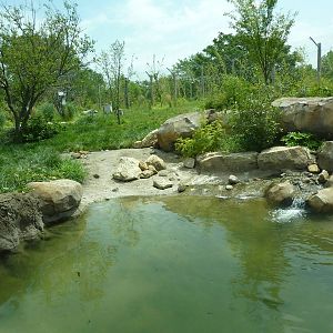 Tiger Trek - Tiger Exhibit