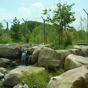 Tiger Trek - Bathing Tiger